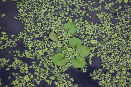 A cluster of small green lily pads floating on dark water, surrounded by a dense blanket of duckweed. The surface of the water reflects a subtle texture, creating an organic, natural pattern