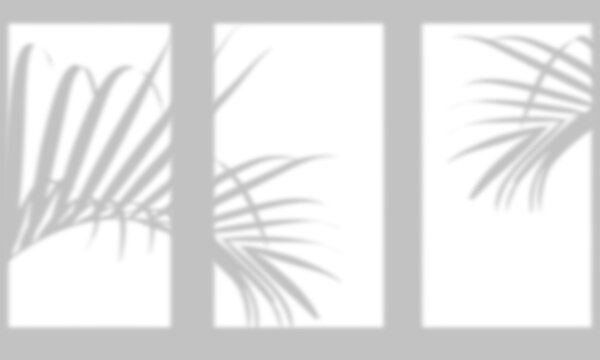Set of three natural light shadows of tropical palm tree leaves on transparent background.