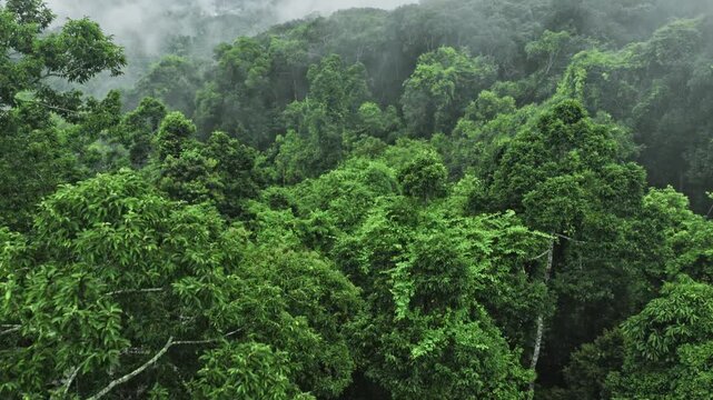Lush Tropical Rainforest with Morning Mist