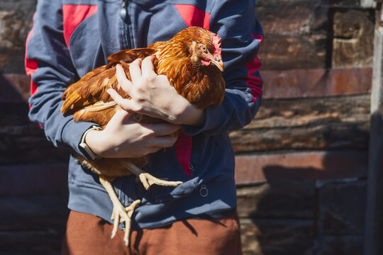 A village girl holds her hen in her arms. Scenes from rural life in summer.