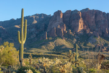 Cactuses in Arizona © Galyna Andrushko