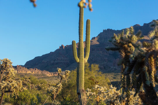 Cactuses in Arizona