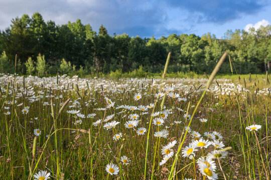 Chamomile