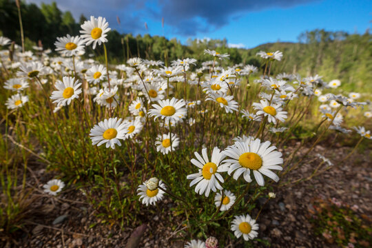 Chamomile