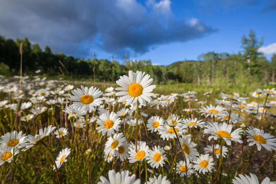 Chamomile