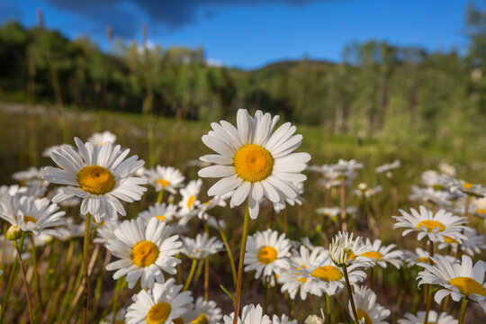 Chamomile