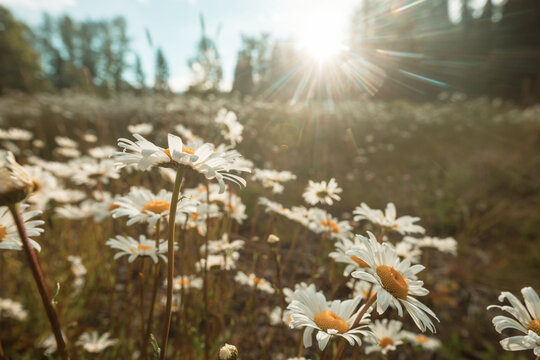 Chamomile
