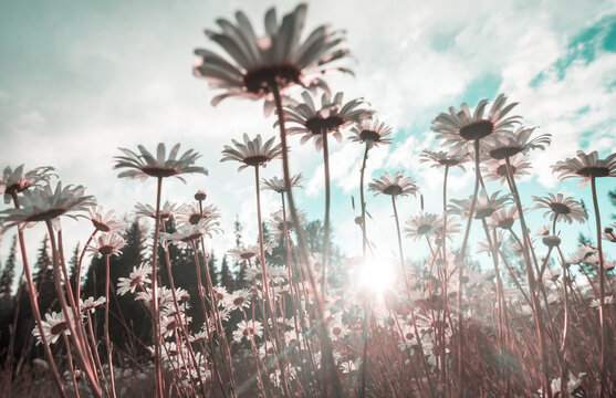 Chamomile