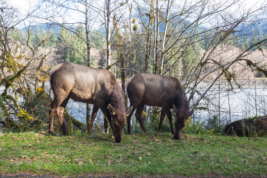 Elk