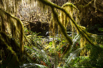 Obraz premium Rain forest