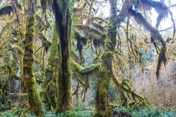 Obraz premium Rain forest