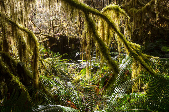 Rain forest