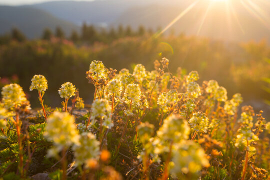 Sunny meadow