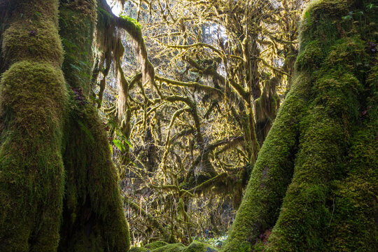 Rain forest