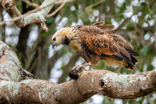 Black-collared Hawk - Busarellus nigricollis, American bird of prey found in forests and woodlands of Americas, Pantanal, Brazil.