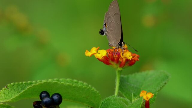 Closeup wildlife video of a Rapala manea, slate flash butterfly, actively visiting and pollinating lantana flowers during the monsoon season in Himachal Pradesh, India.