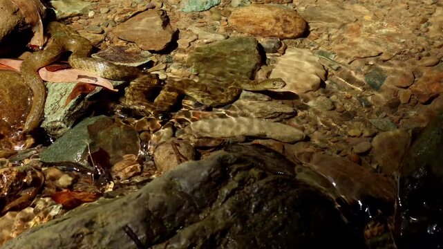 Real-time close-up footage of a checkered water snake or checkered keelback (Fowlea piscator) raising its head near a freshwater stream during monsoon in Himachal Pradesh, India.
