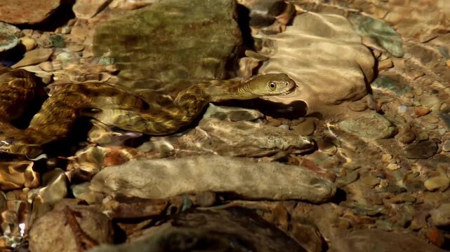 Close-up video of a checkered keelback (Fowlea piscator) raising its head above the ground beside a freshwater stream during the monsoon season in Himachal Pradesh, India.   