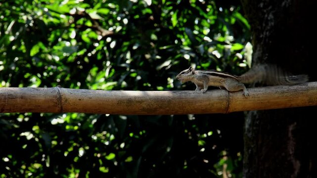 Real-time close-up wildlife video of a five-striped palm squirrel (Funambulus pennantii) perched on a bamboo pipe in Himachal Pradesh, India, during autumn.