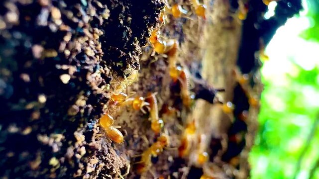 A colony of termites, featuring workers and soldier termites with yellow translucent bodies, crawls inside a crevice on decaying tree bark in a tropical forest macro close up shot.