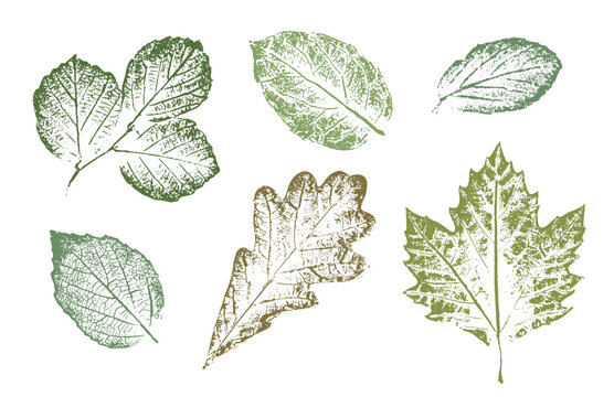 Leaf botanical illustration sketch drawing on neutral green for decorative print or natural background. Boho style print for card or invitation design.