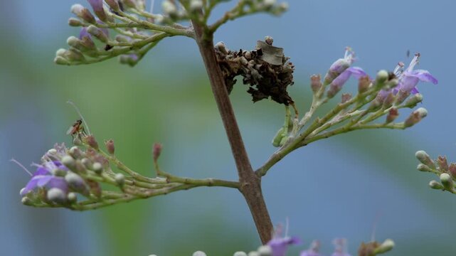 Real-time close-up video of a Eucyclodes gavissima moth caterpillar actively feeding on flowers of its host plant Vitex negundo during the monsoon season in Himachal Pradesh, India.