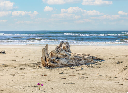 Verwittertes Treibholz am Sandstrand mit wilder Bluete und Meereswellen bei Taieri Mouth Neuseeland