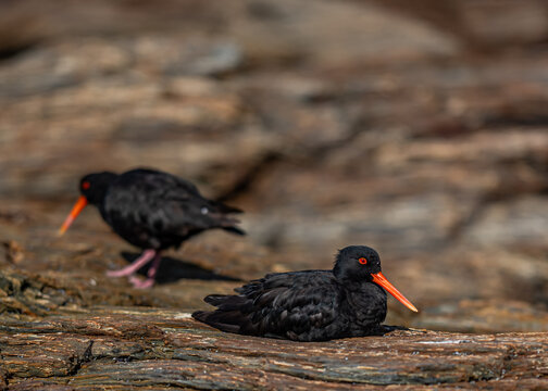 Russausternfischer Haematopus unicolor Paar auf verwittertem Treibholz bei Brighton Neuseeland