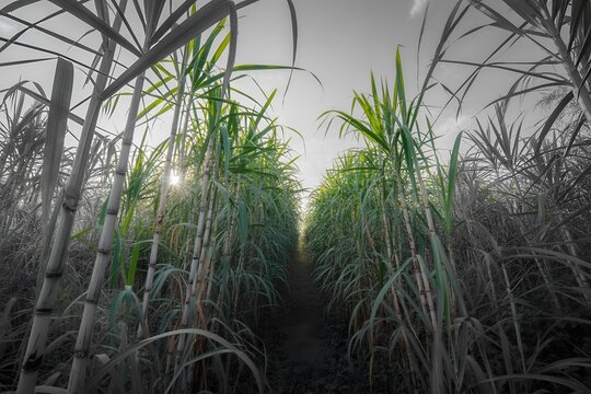 Walking through green sugarcane field rows with sun shining through leaves black and white selective color farm