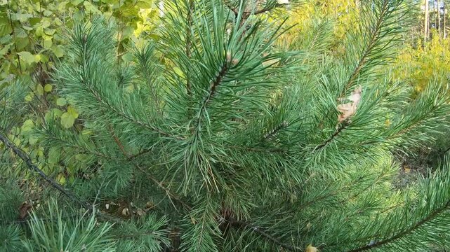 Timelapse of small pines in forest