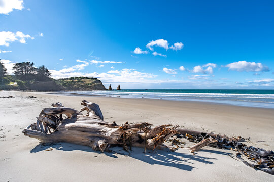 Felsnadeln am Sandstrand der Huriawa Peninsula mit Moewen bei Karitane Neuseeland