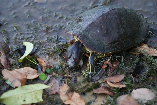 Red Eared Slider Turtle Near Water Edge in Nature
