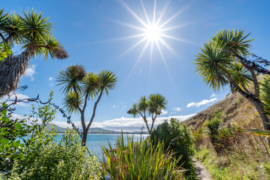Kohlbaeume Cordyline australis rahmen Kuestenblick mit Sonnenstern nahe Karitane Neuseeland