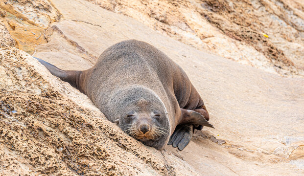 Neuseelaendischer Seebaer Arctocephalus forsteri auf Felsplatte bei Karitane Neuseeland