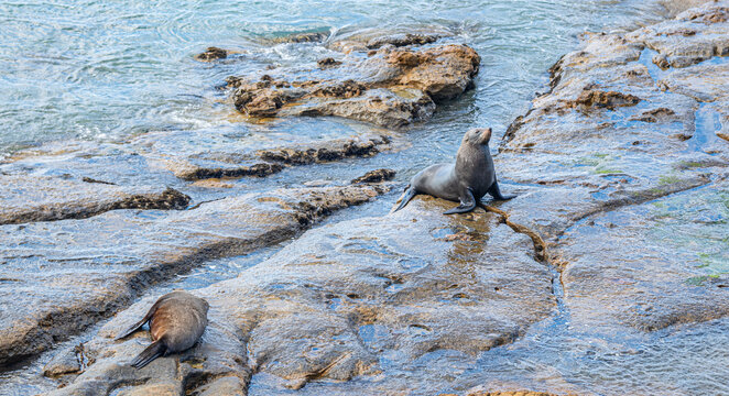 Neuseelaendischer Seebaer Arctocephalus forsteri auf Felsplatte bei Karitane Neuseeland