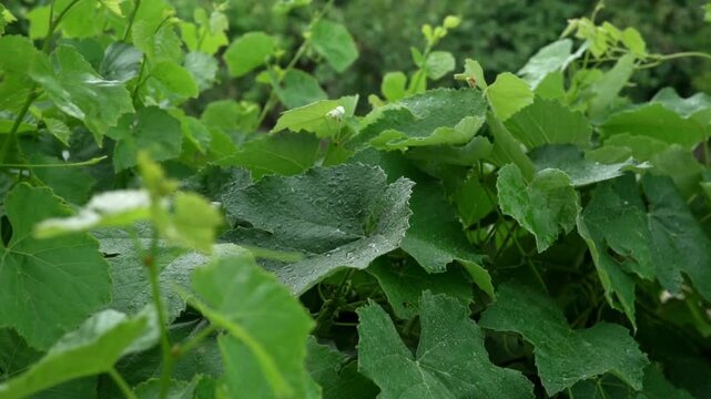 Green grape leaves on the grapevine, tied to a post in the vineyard, are being drenched by heavy rain.