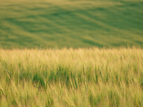 Beautiful agricultural landscape backdrop of a golden cereal crop field with blurred green hills. Soft natural light, copy space. Perfect for farming industry, bakery or brewery marketing