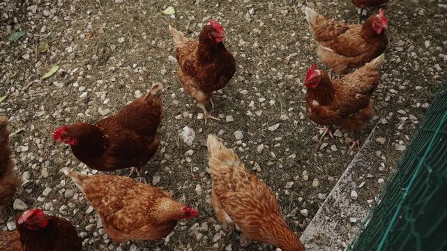 Group of free range brown hens walking across a farmyard with natural daylight, showcasing sustainable poultry farming and fresh egg production