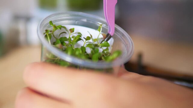 tweezers carefully extracting delicate in vitro aquatic plants from a plastic tissue culture cup