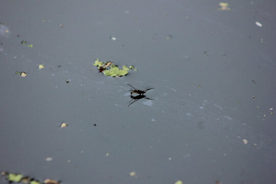A water strider insect gliding effortlessly across the surface of murky water. The insect&rsquo;s long legs create small dimples on the water&rsquo;s surface.