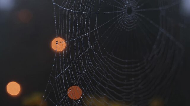 Spiderweb with morning dew drops at night