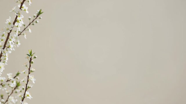 White spring blooming flowers on beige background