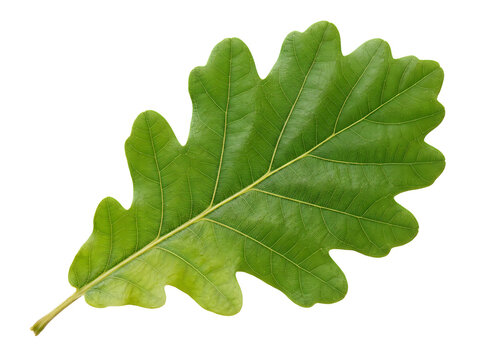 Single green oak leaf with deep lobes and prominent veins isolated on white background