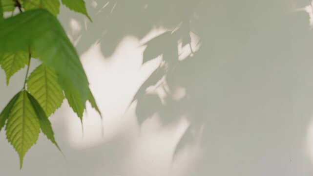 Green leaves casting soft shadows on a wall