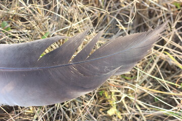 Close-up of a single, dark feather resting on dry grass. The feather shows delicate details of its structure, with soft barbs forming a beautiful pattern © Mateusz