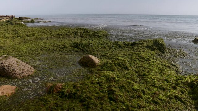 A beach scene with a thick layer of green algae covering the sand, next to a body of water