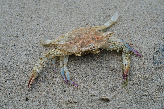 Blue Crab on Sandy Beach Nature Photography