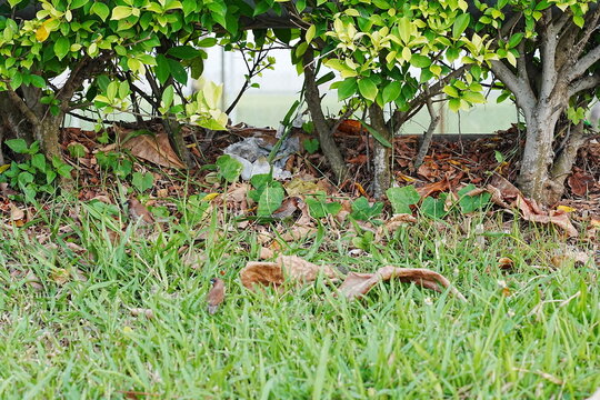 Zebra Finch Under Green Foliage and Dried Leaves