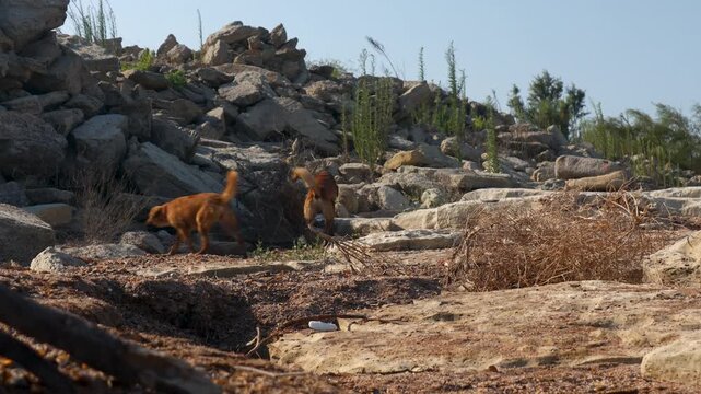 Two brown dogs sit atop a rocky hill, enjoying the view