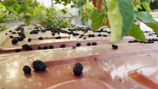 Ripe mulberries have fallen from the tree onto the car roof. This scene of summer abundance evokes a peaceful, rustic feeling of nature's simple gifts.